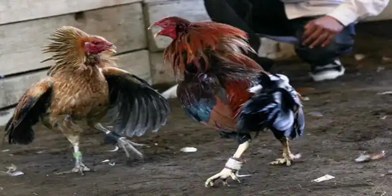 Các giải đấu đá gà trực tiếp hôm nay tại 13win