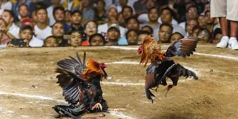 Hướng dẫn tham gia giải đấu đá gà trực tiếp hôm nay