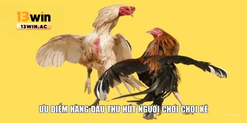 Lý do tham gia sảnh đá gà tại nhà cái 13win